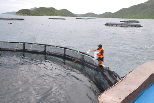 Shrimp Farming